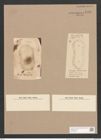 Surirella filholii Petit (de-Toni-Nr.: Genus 53, Species 2278) Zeichnungen Sammlung Grunow Nr. 4733 (NHMW-BOT-W0372834)